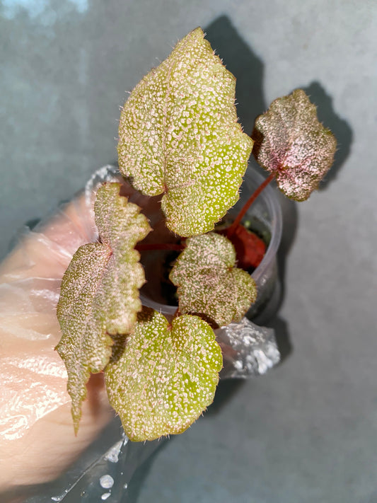 🌿 Begonia 'Robin