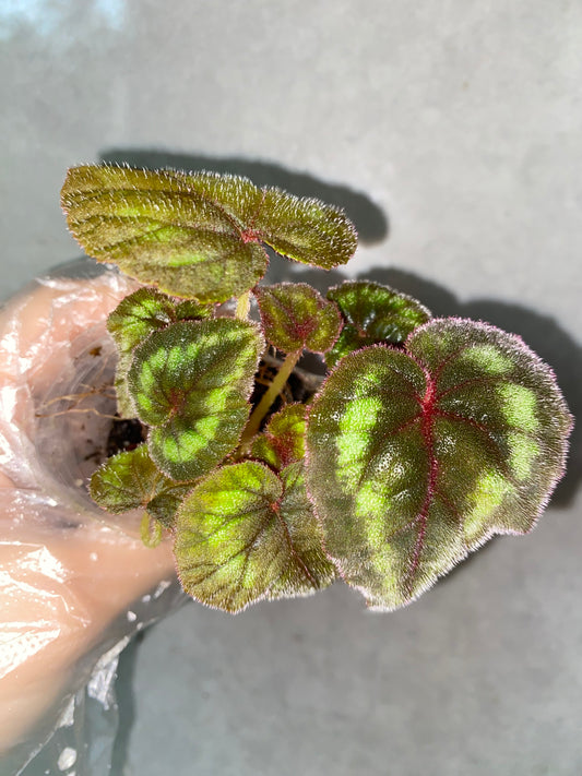 🌿 Begonia cathayana
