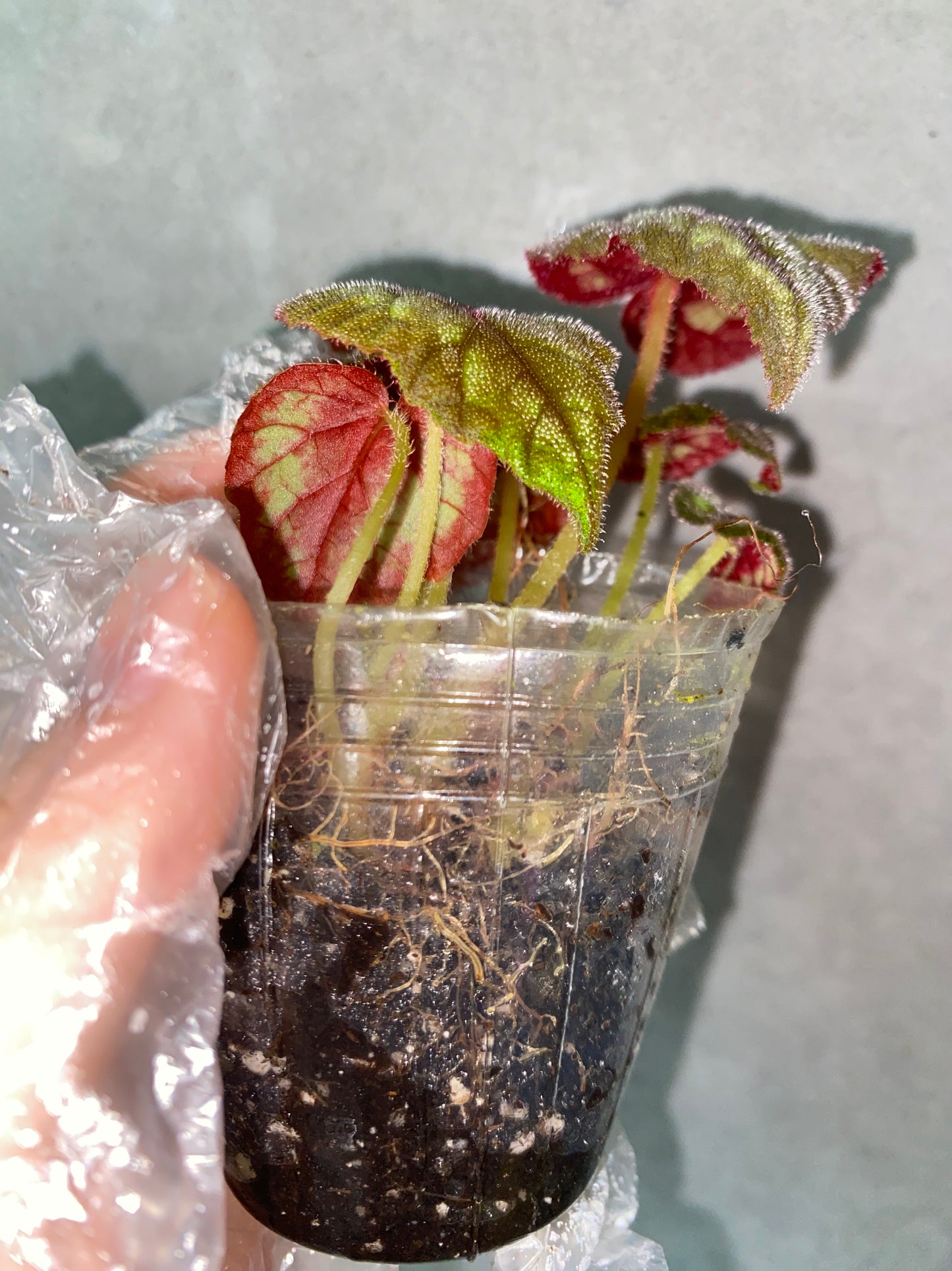 🌿 Begonia cathayana