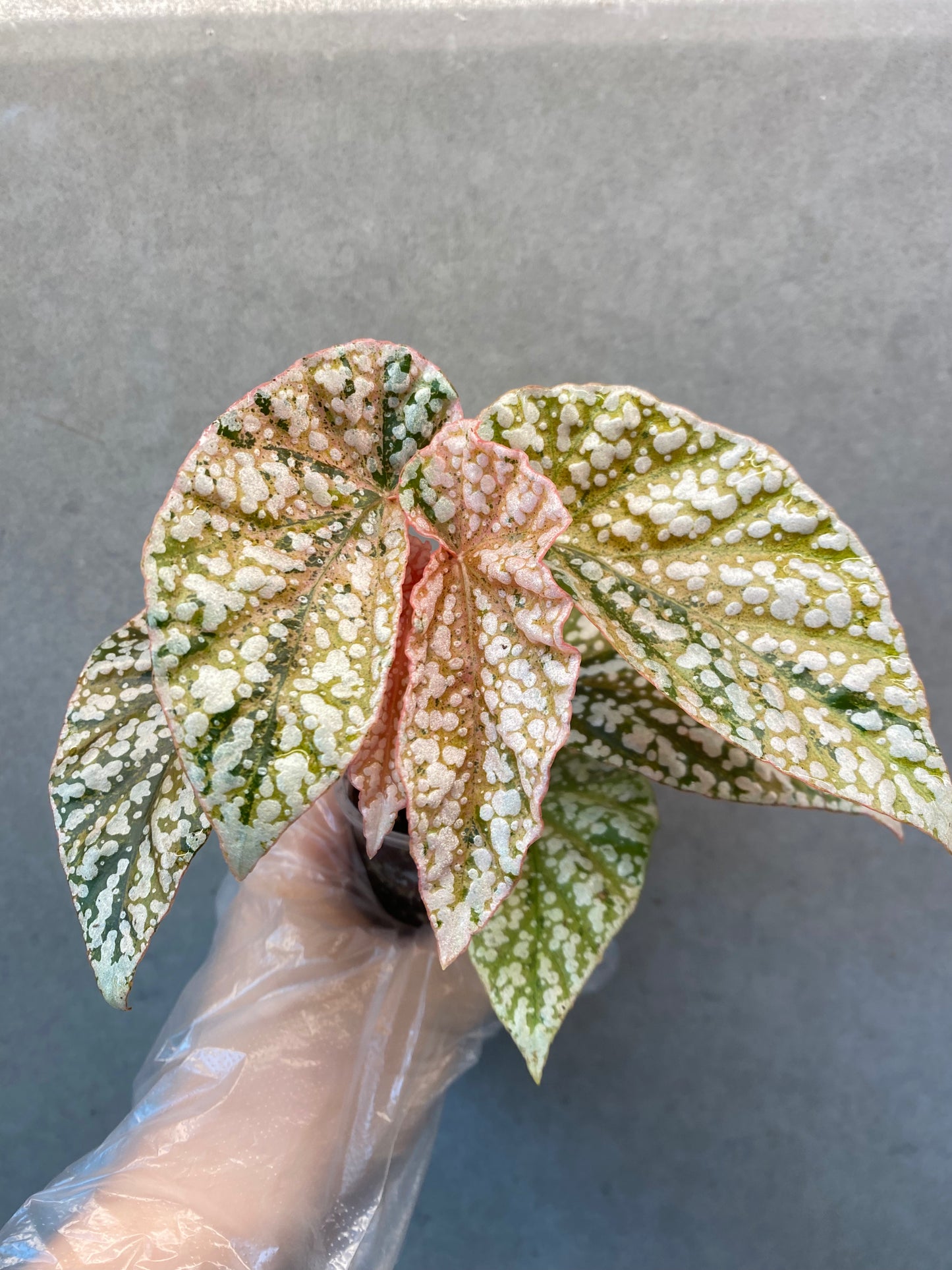 🌿 Begonia 'Snow Cap Pink' Variegated