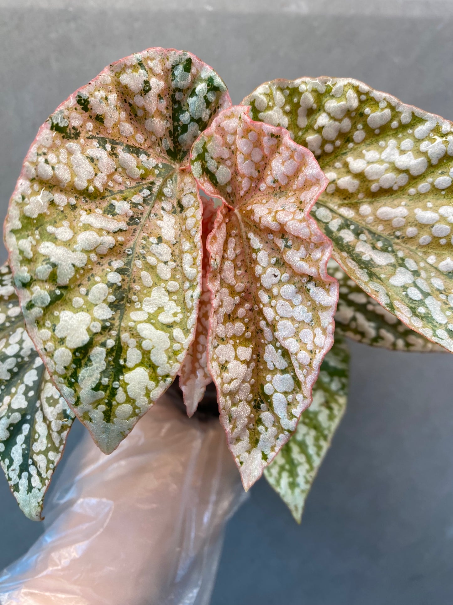 🌿 Begonia 'Snow Cap Pink' Variegated