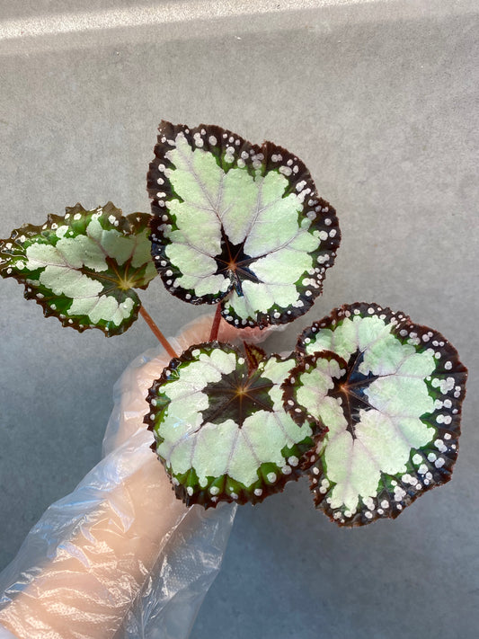 🌿 Begonia 'Dolce Vita'