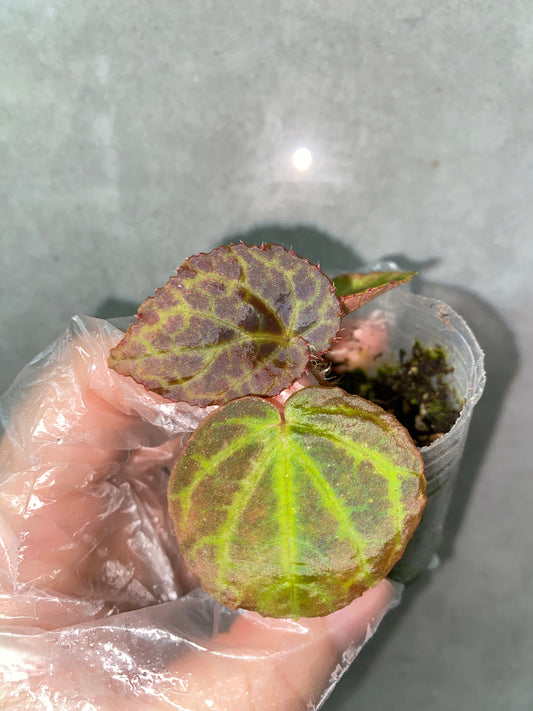 🌿 Begonia rockii
