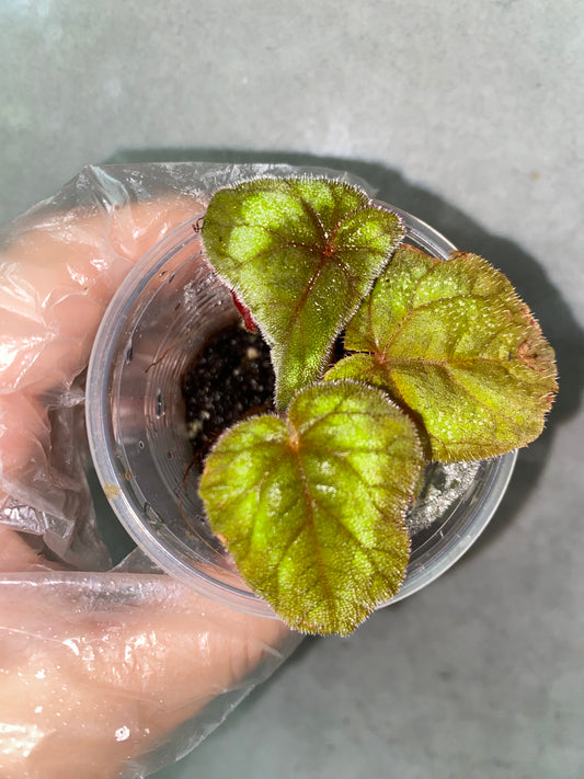 🌿 Begonia cathayana