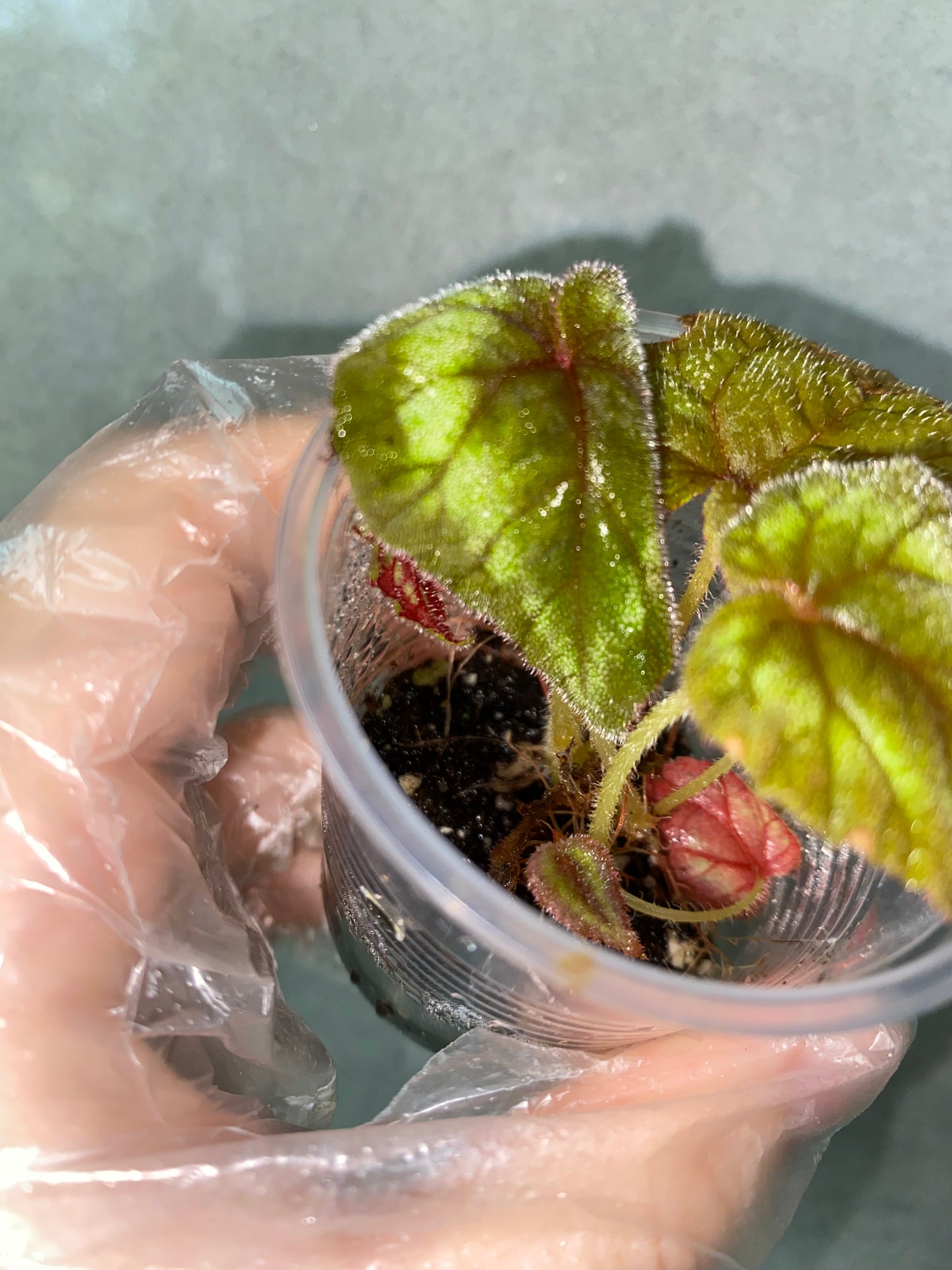 🌿 Begonia cathayana