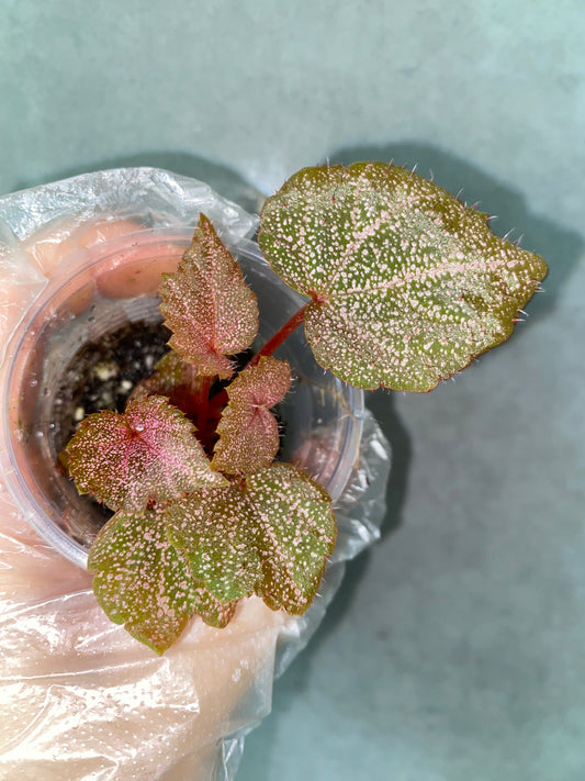 🌿 Begonia 'Robin