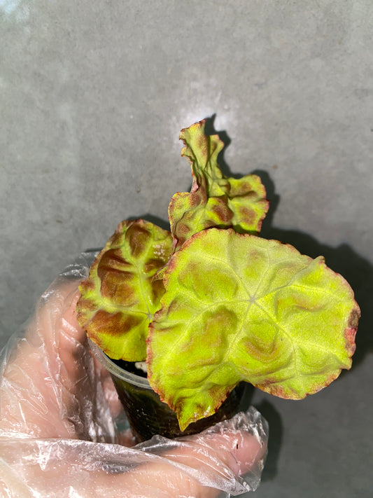 Begonia goegoensis