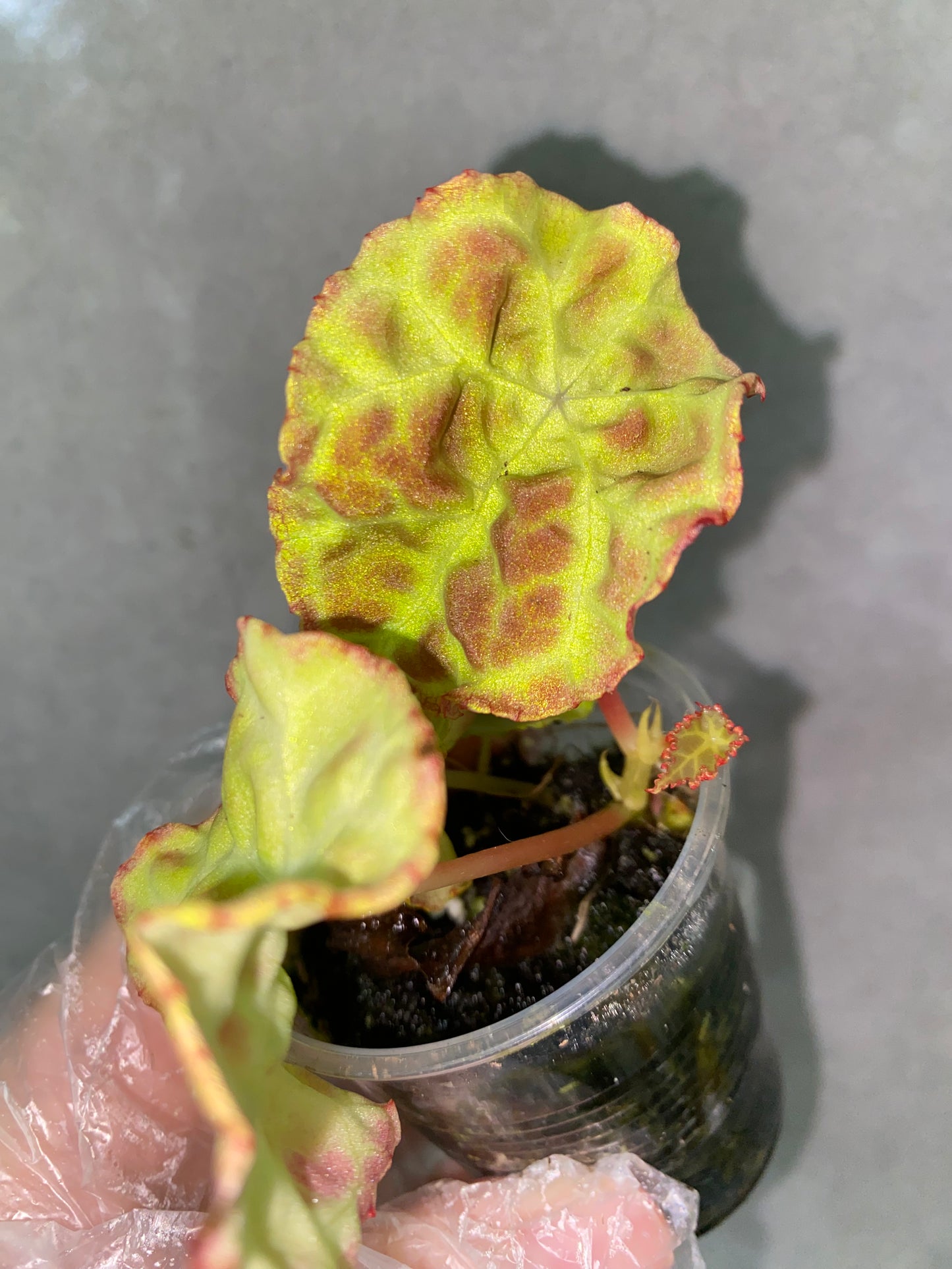 Begonia goegoensis