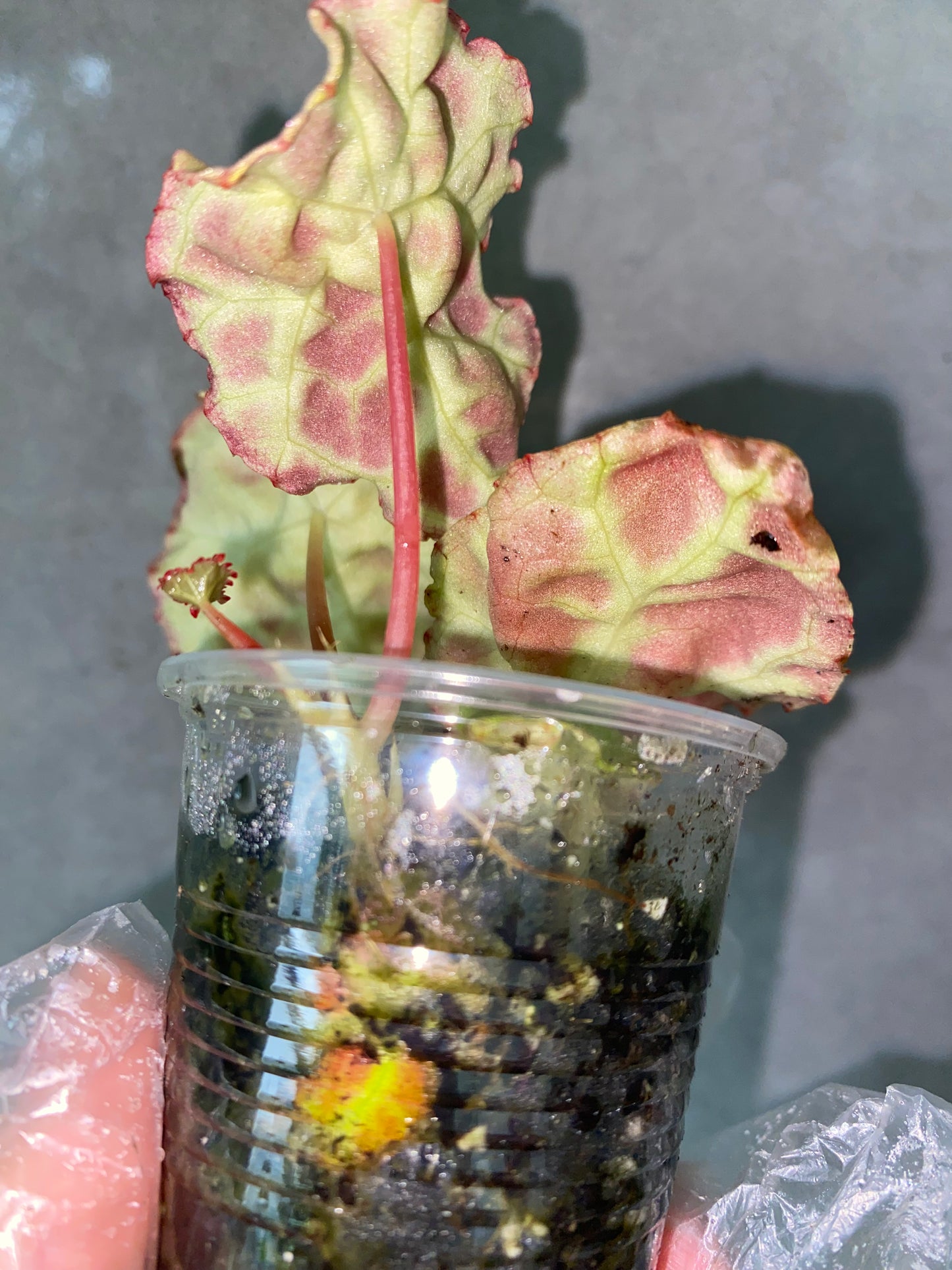 Begonia goegoensis