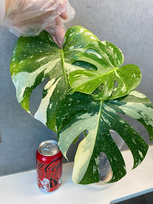 🌿 Monstera Thai