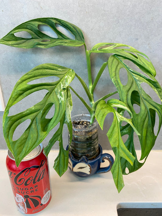 🌿 Monstera adansonii Mint Variegated
