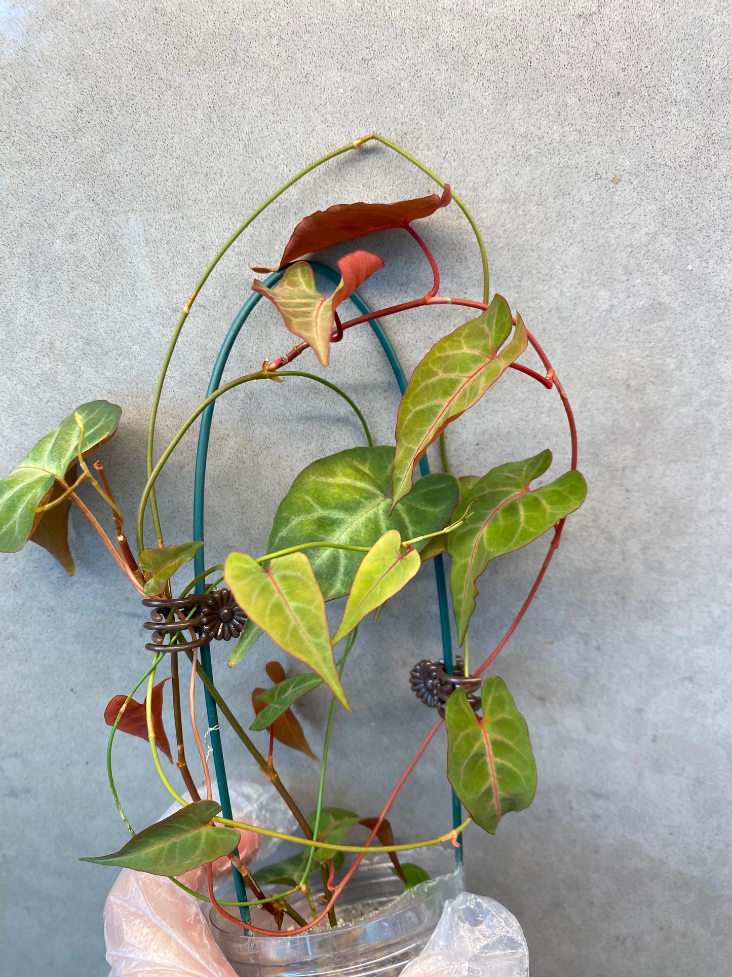 🌿 Fallopia multiflora