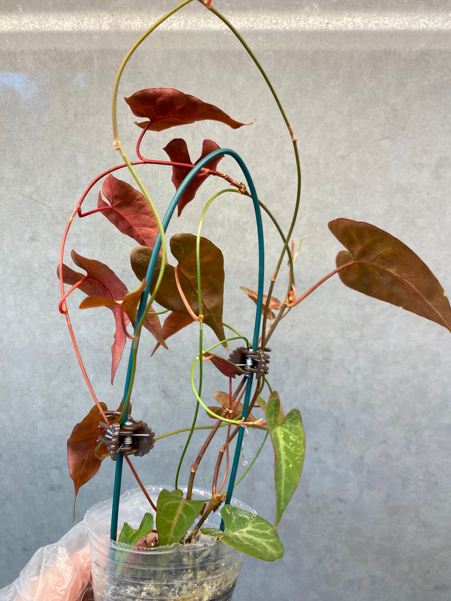 🌿 Fallopia multiflora