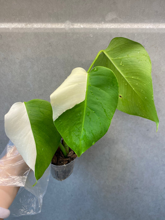 🌿 Monstera Half-Moon albo
