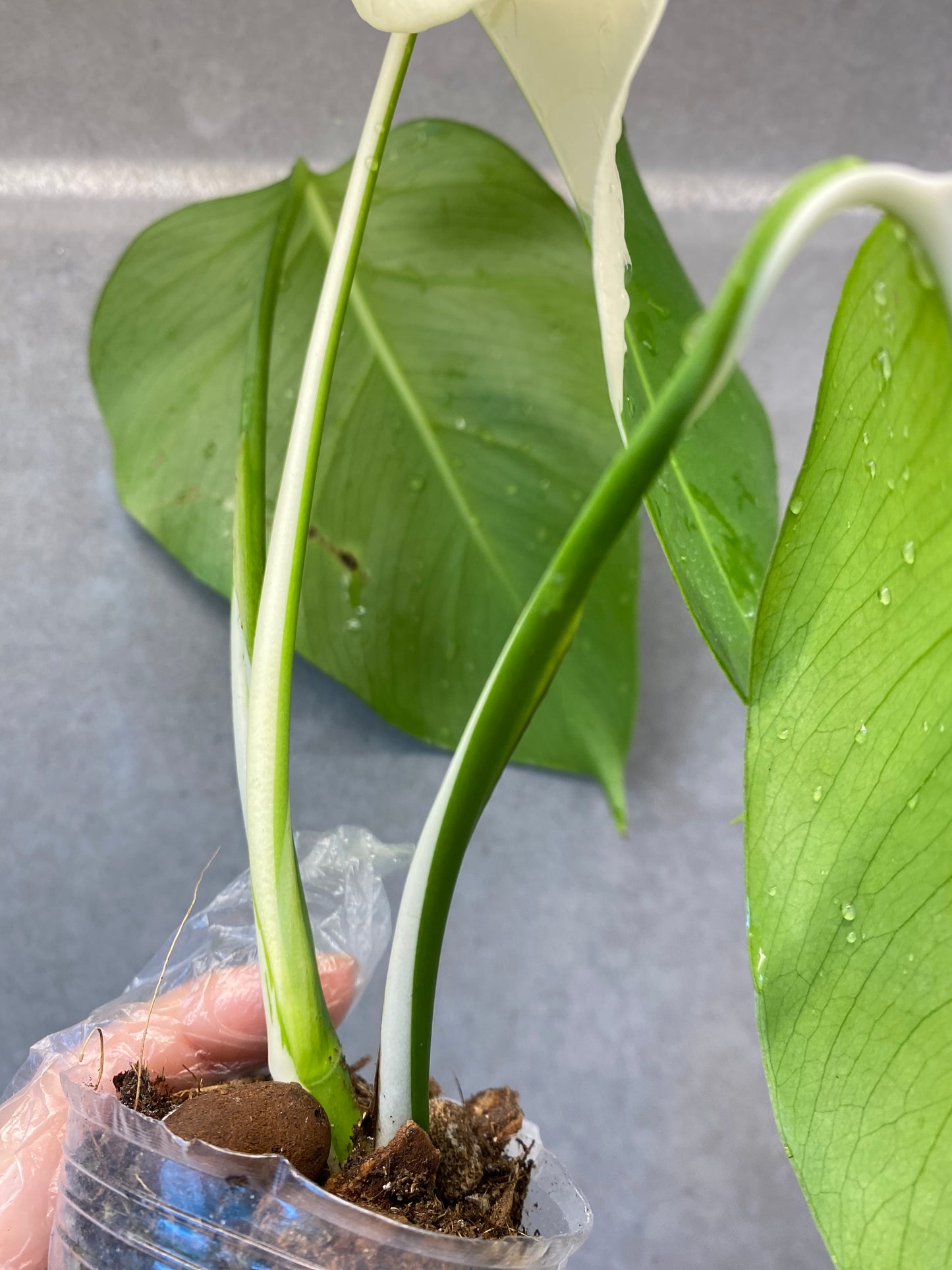 🌿 Monstera Half-Moon albo