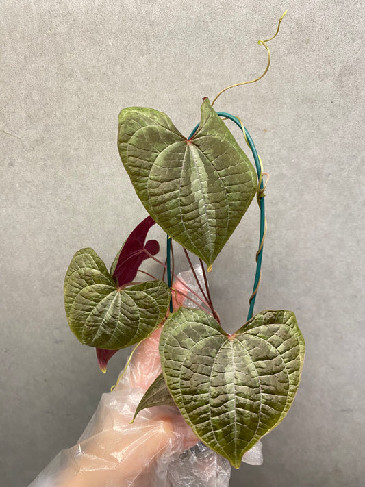 🌿 Dioscorea discolor
