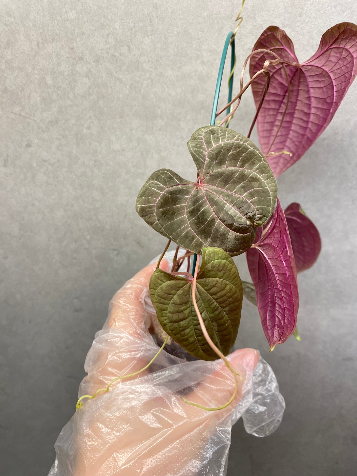 🌿 Dioscorea discolor