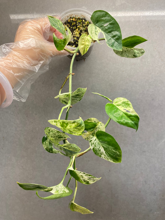 🌿 Epipremnum pinnatum mint
