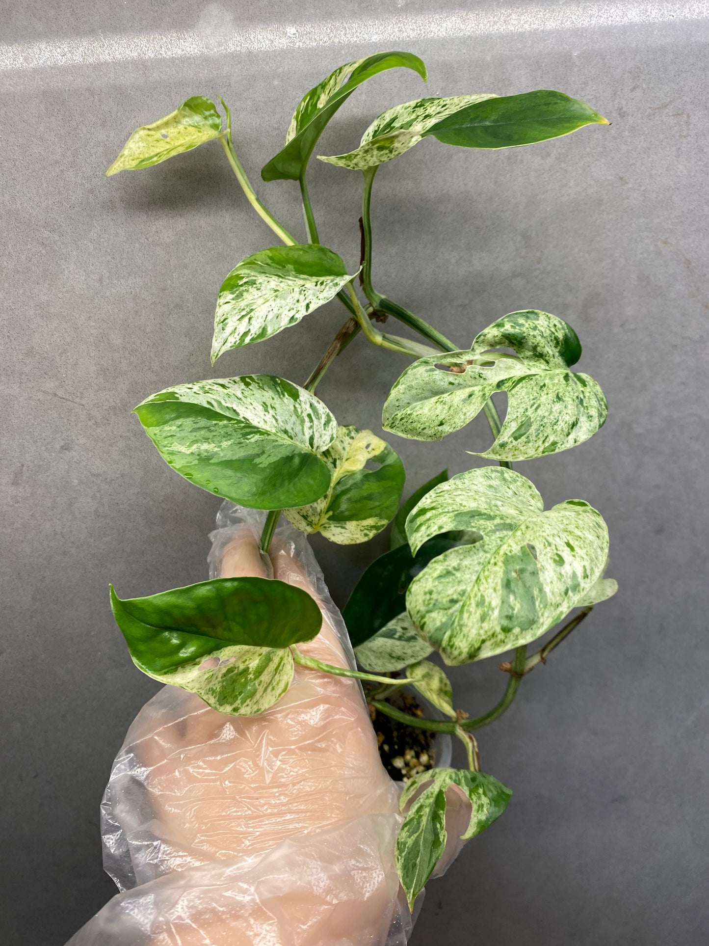🌿 Epipremnum pinnatum mint