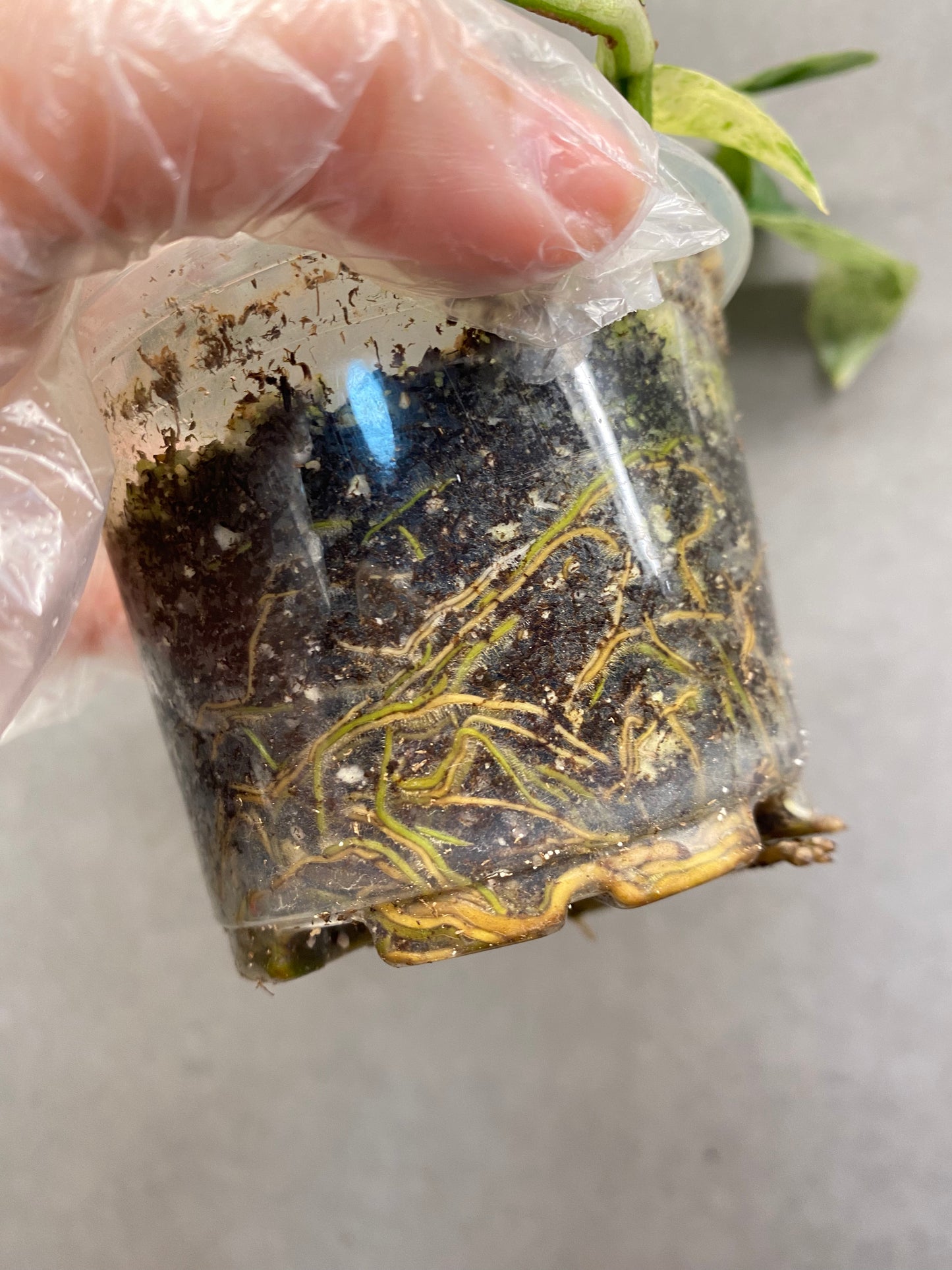 🌿 Epipremnum pinnatum mint