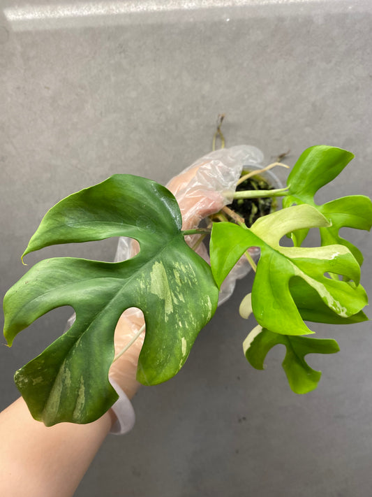 🌿 Rhaphidophora tetrasperma variegated