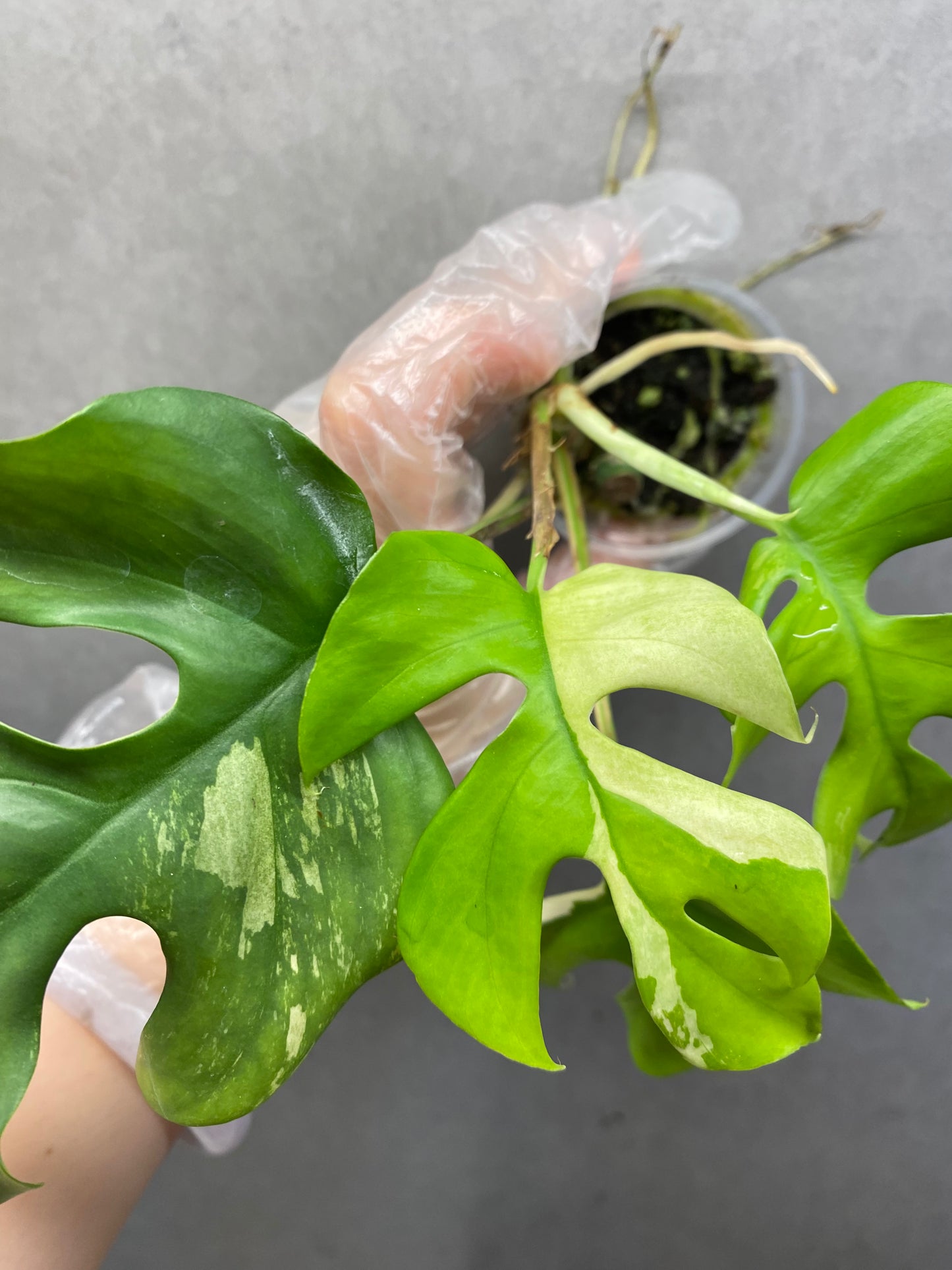 🌿 Rhaphidophora tetrasperma variegated