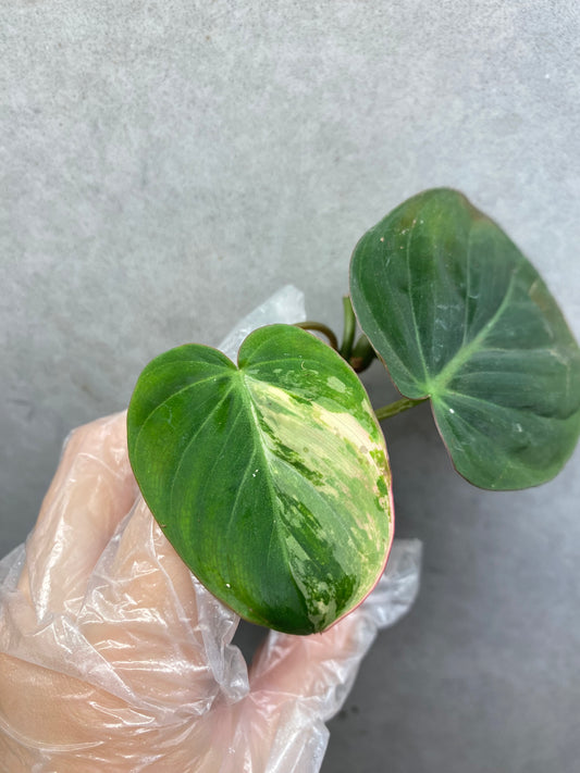 🌿 Philodendron micans variegated