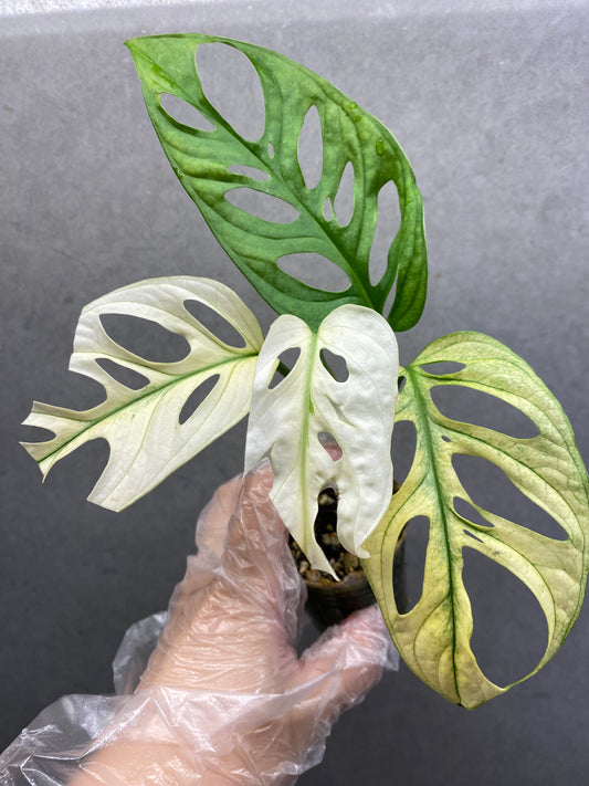 🌿 Monstera adansonii 'White Monster'