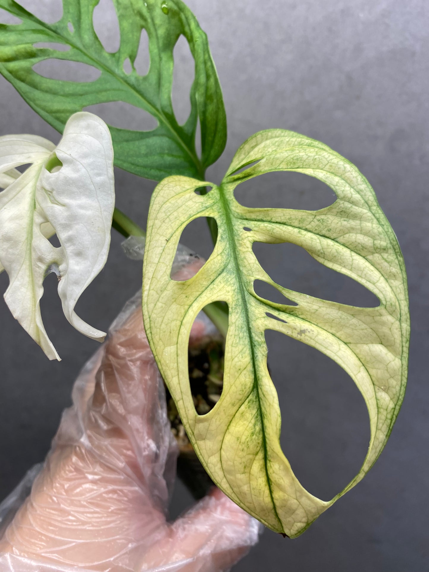 🌿 Monstera adansonii 'White Monster'