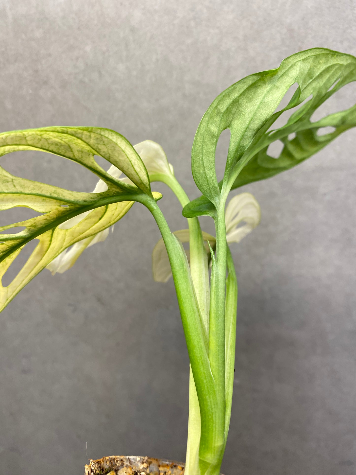 🌿 Monstera adansonii 'White Monster'