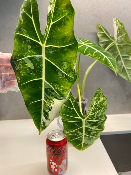 Alocasia ‘Frydek’ albo var(Mother Plant)