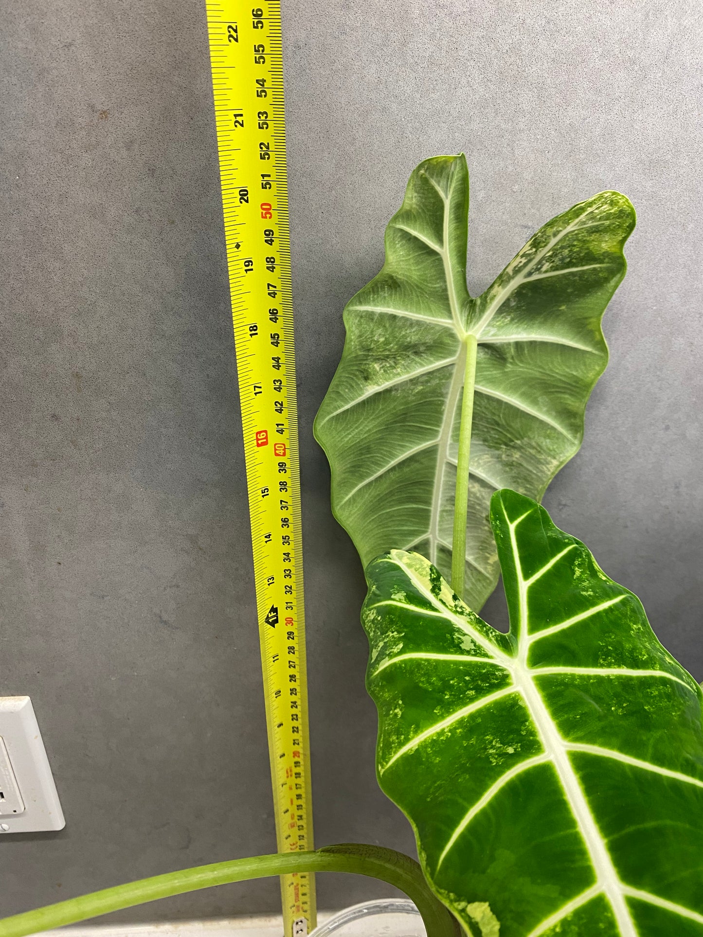 Alocasia ‘Frydek’ albo var(Mother Plant)
