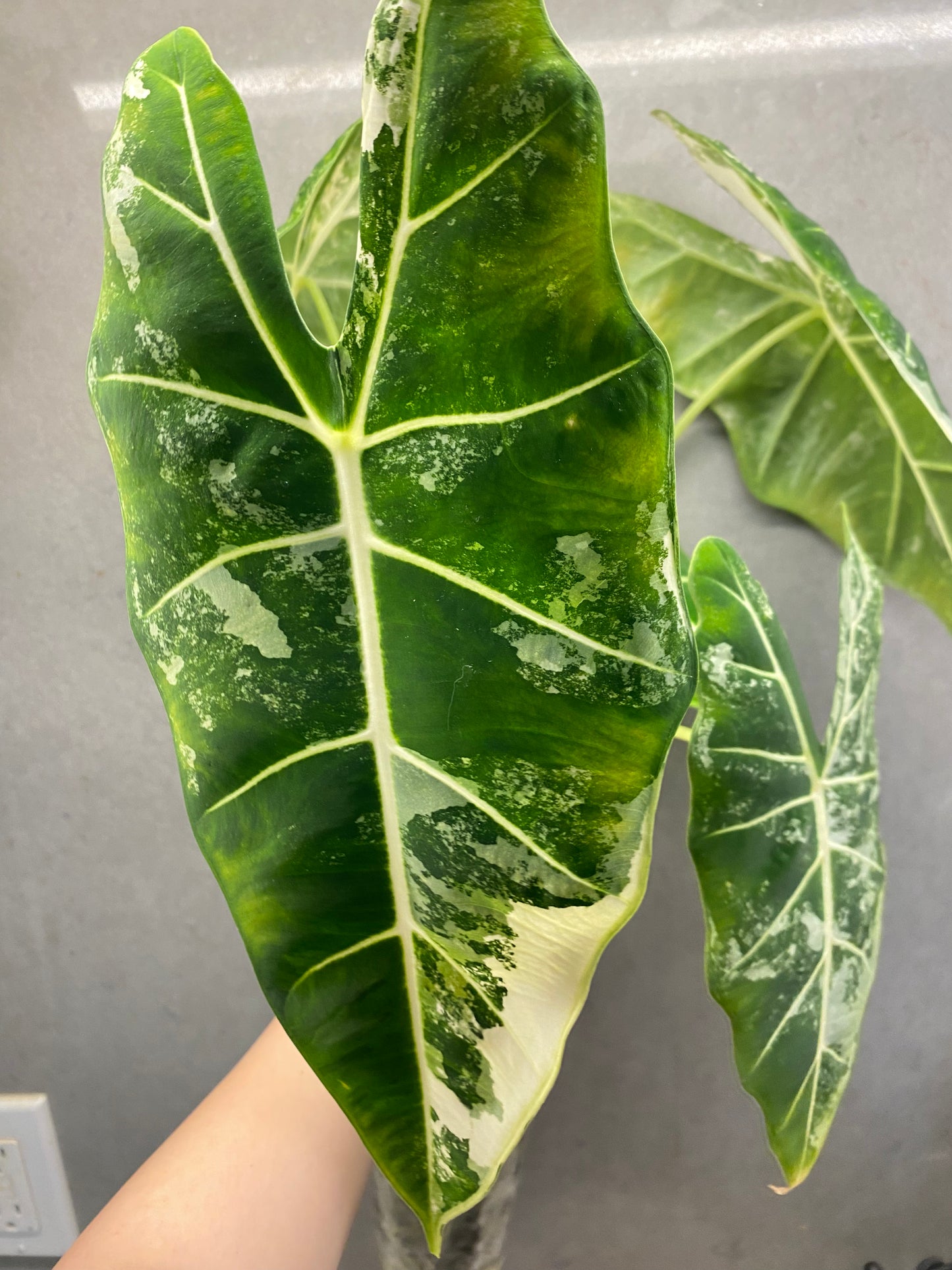 Alocasia ‘Frydek’ albo var(Mother Plant)