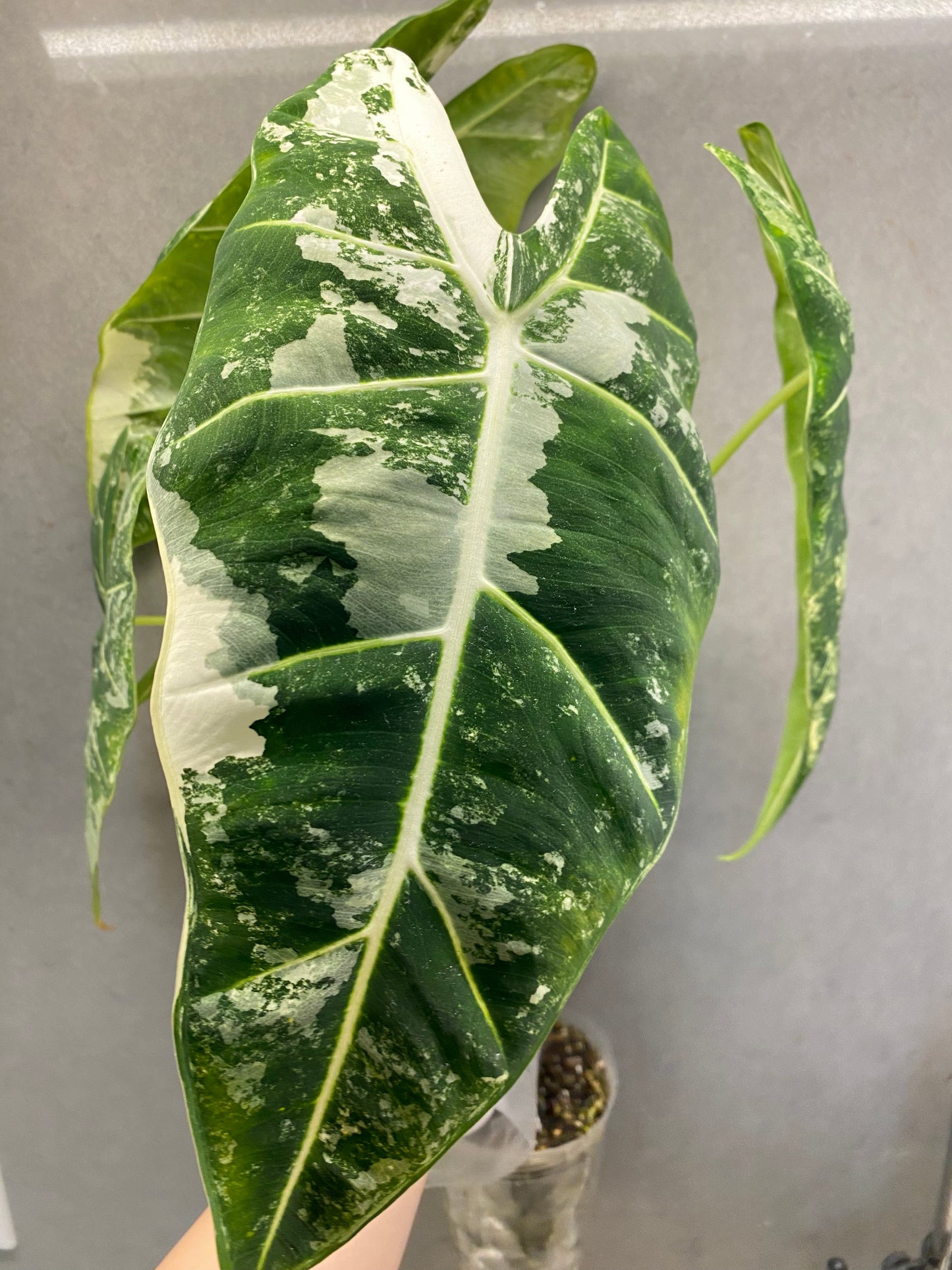 Alocasia ‘Frydek’ albo var(Mother Plant)