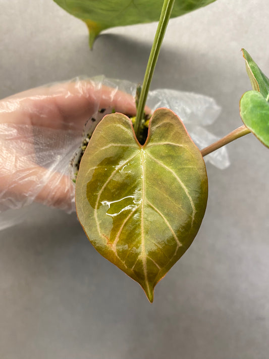 Kos × Papi Anthurium