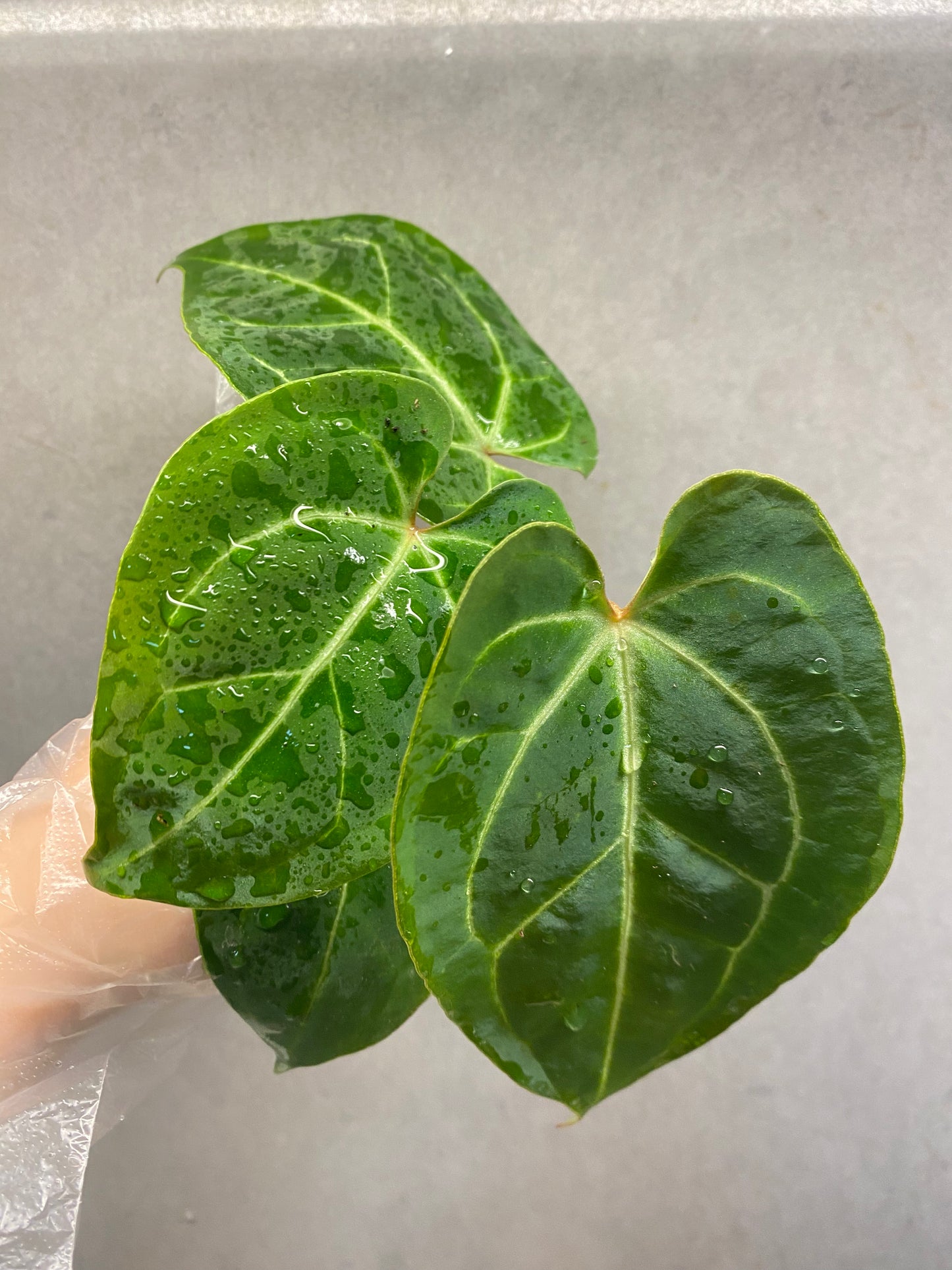 Besseae × Red Crystallinum Anthurium