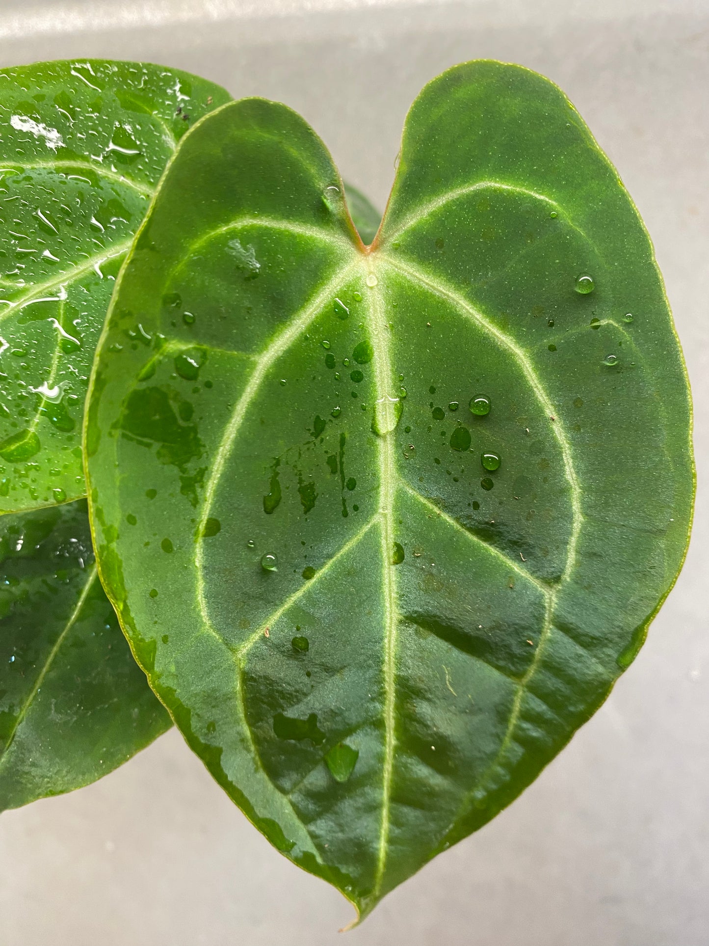 Besseae × Red Crystallinum Anthurium