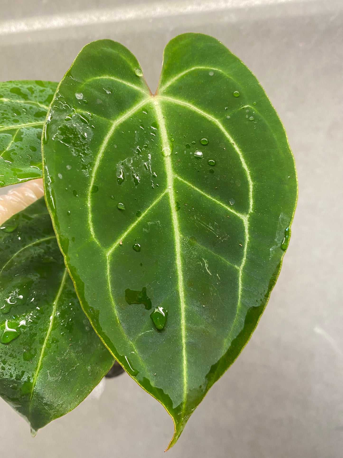 Besseae × Red Crystallinum Anthurium