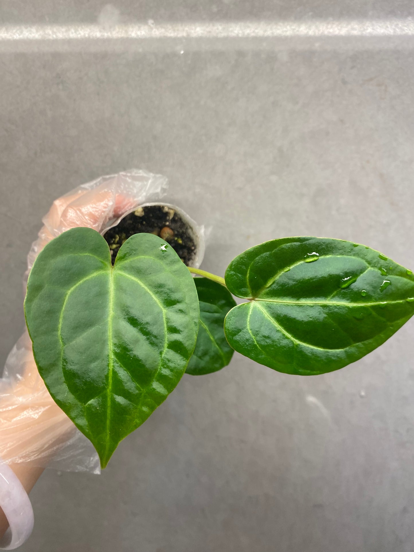 Crystallinum × Magnificum Anthurium