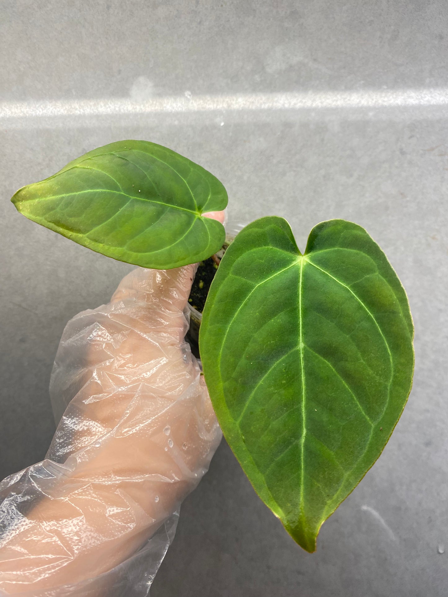 Kos × Crystallinum Dark Anthurium