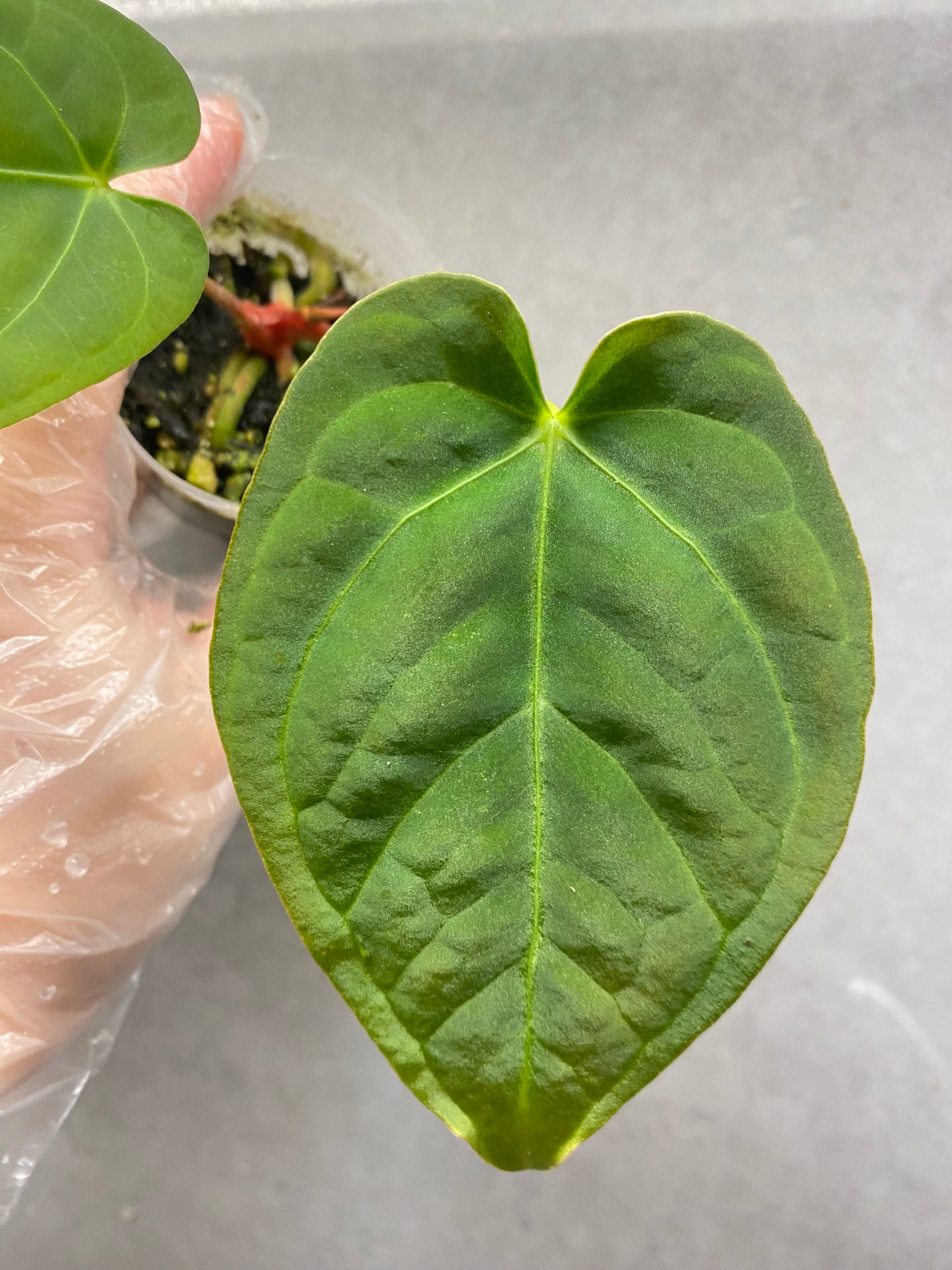 Kos × Crystallinum Dark Anthurium