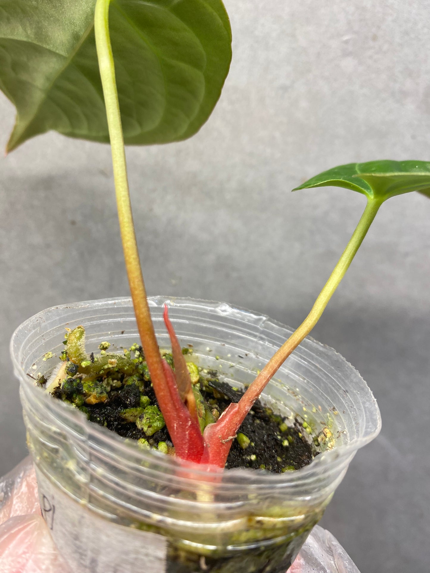 Kos × Crystallinum Dark Anthurium