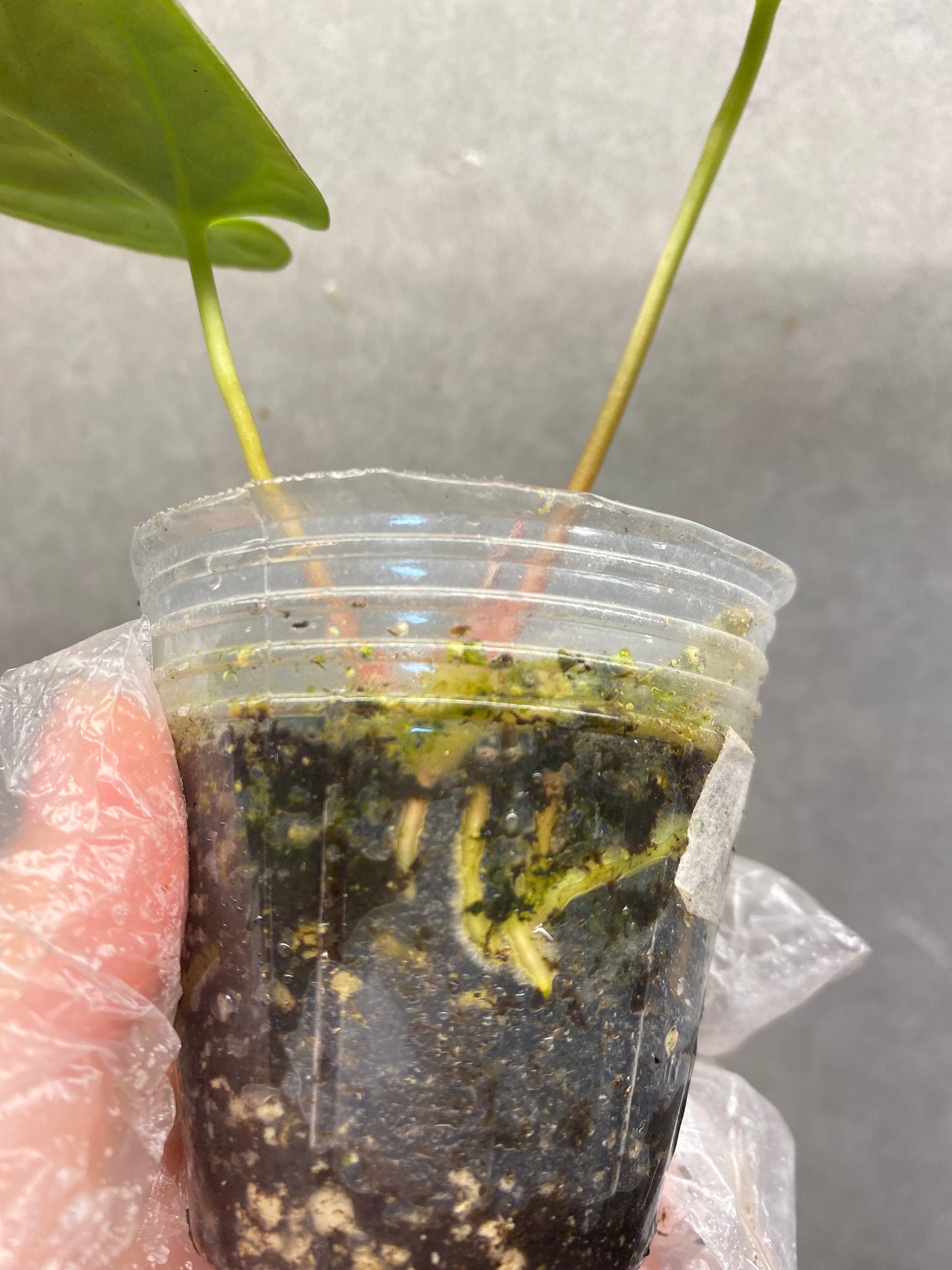 Kos × Crystallinum Dark Anthurium