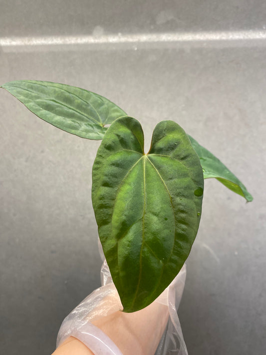 Tezula AOS × Dark Phoenix Anthurium