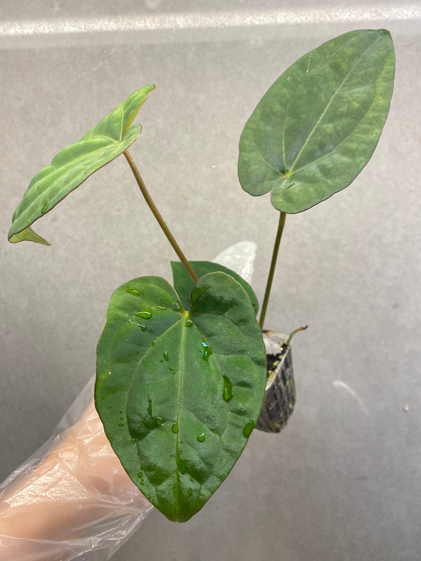Tezula AOS × Dark Phoenix Anthurium