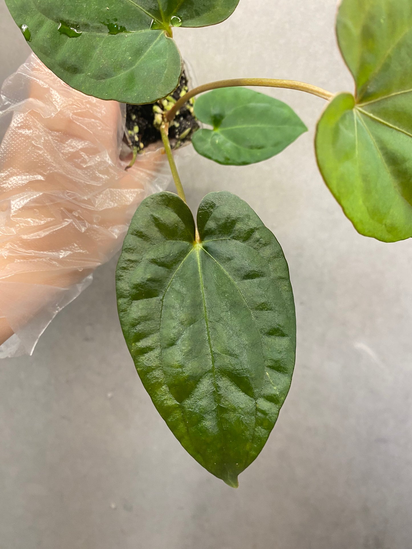 Tezula AOS × Dark Phoenix Anthurium