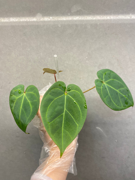Red Crystallinum * KOS × Bvep Anthurium (Rare Purple Vein Individual)