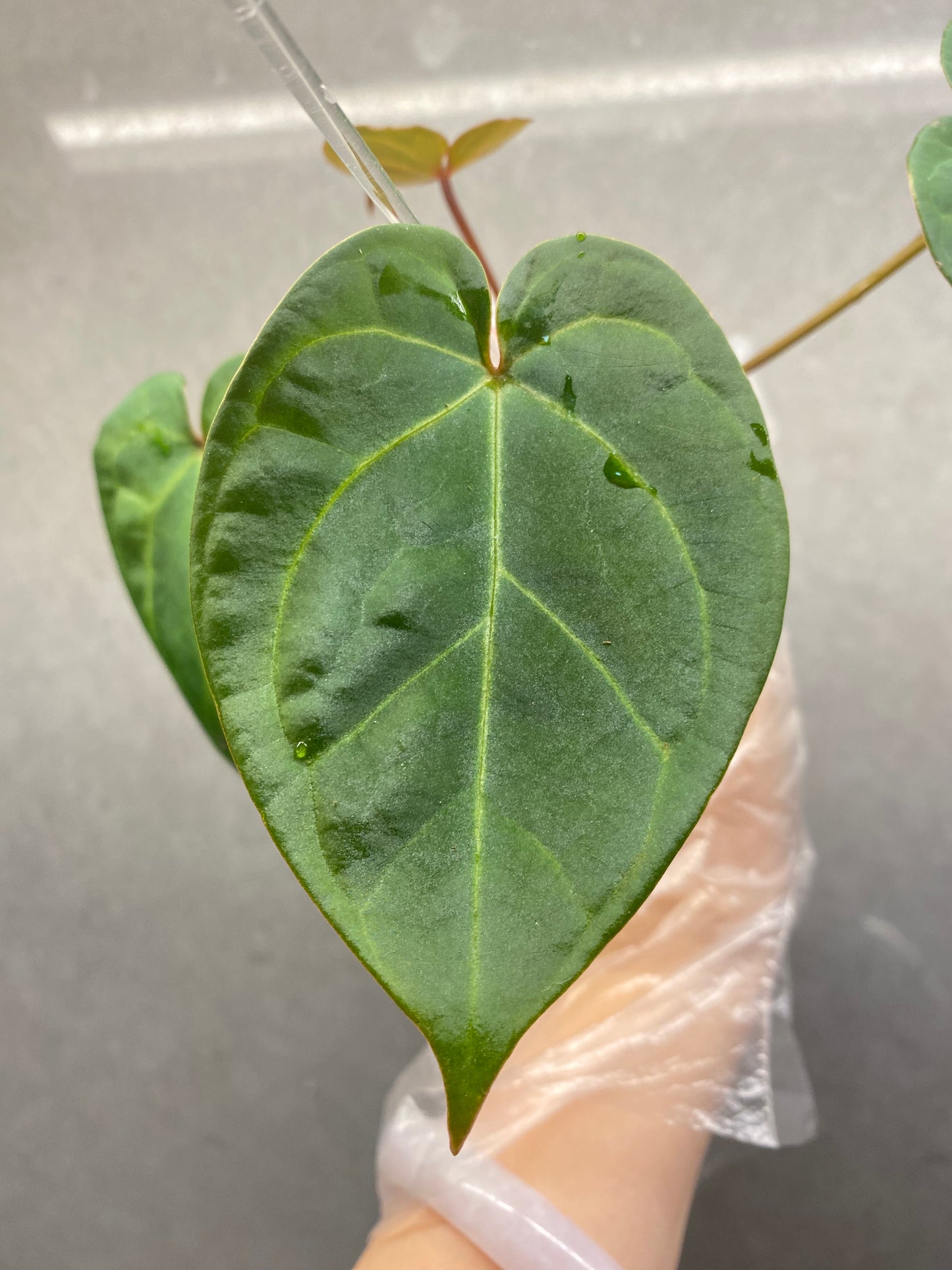 Red Crystallinum * KOS × Bvep Anthurium (Rare Purple Vein Individual)