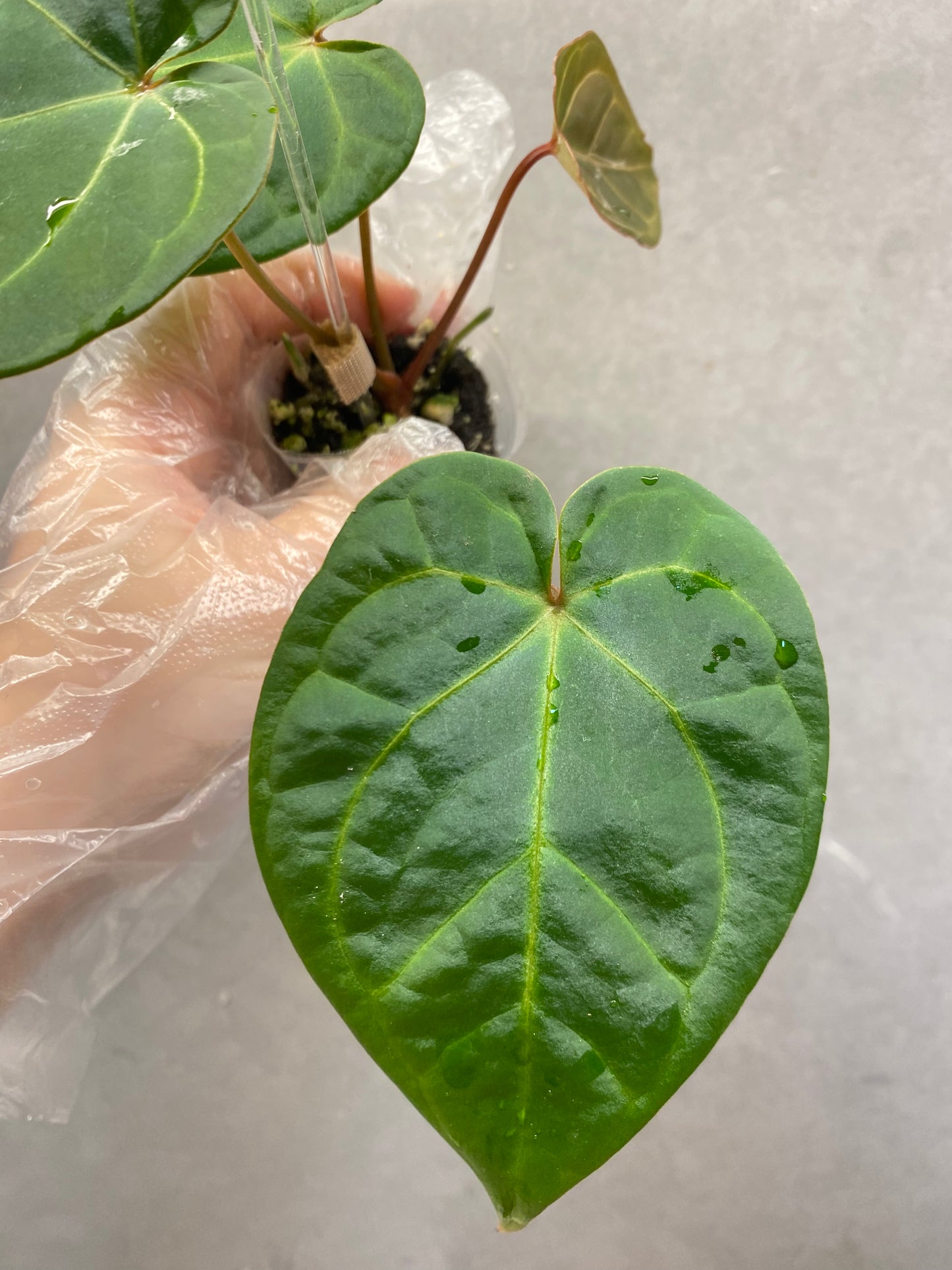 Red Crystallinum * KOS × Bvep Anthurium (Rare Purple Vein Individual)