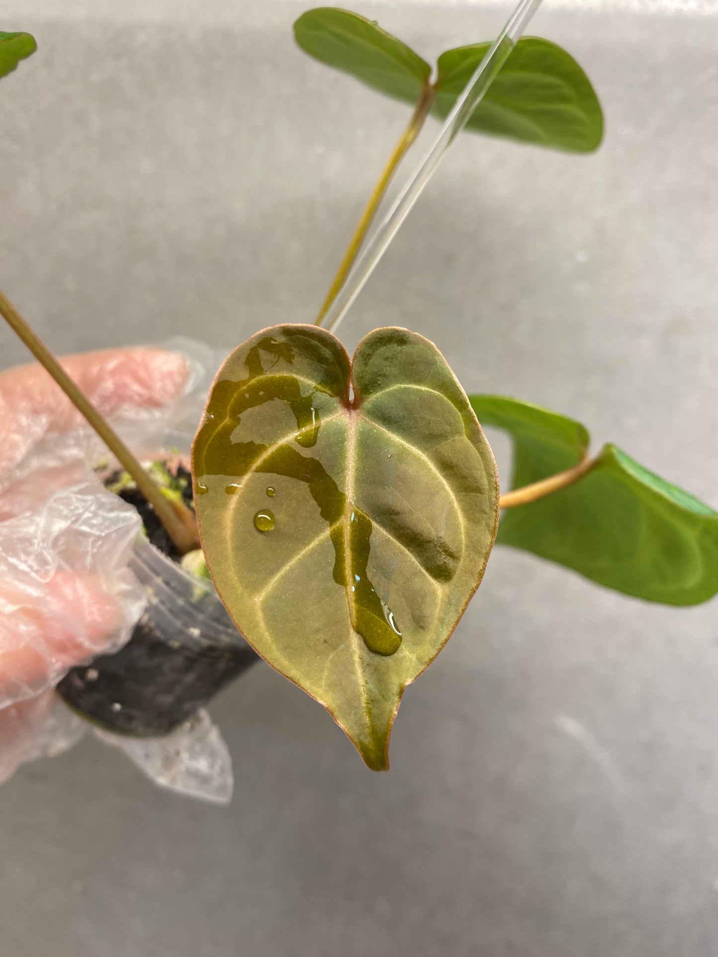 Red Crystallinum * KOS × Bvep Anthurium (Rare Purple Vein Individual)